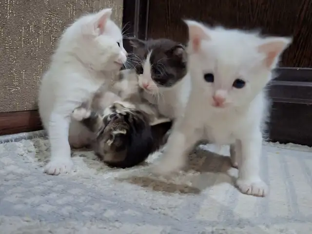 Шотландская кошка, Худжанд