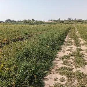 Алаф, Вахш