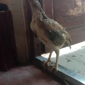 Мокиён Дакан, Душанбе
