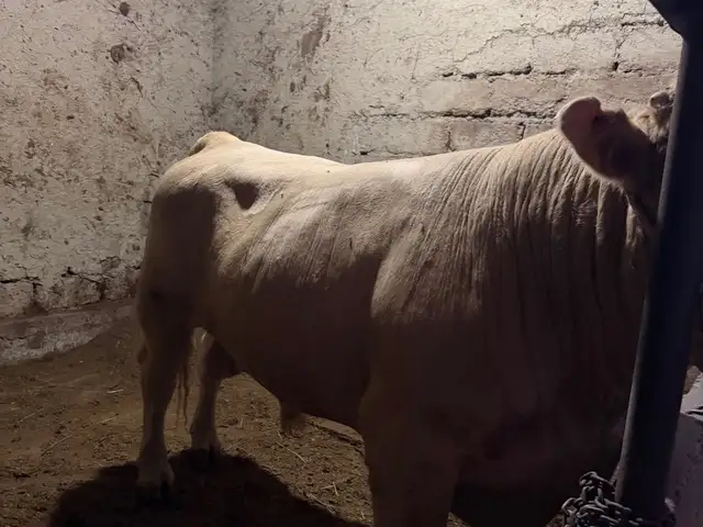 Гов, Худжанд