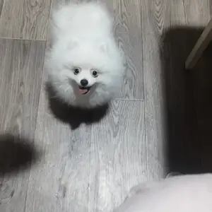 Померанский шпиц, Душанбе