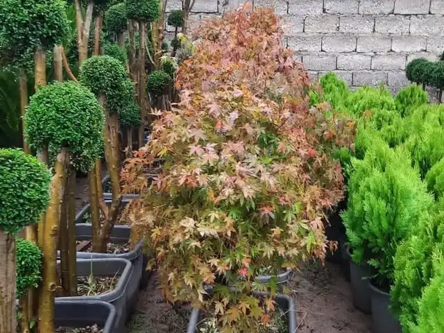 Клен, Душанбе