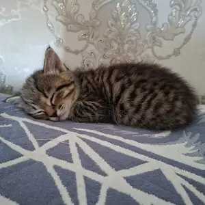 Британский котёнок породистый, Душанбе