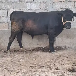 Букаи ангкст, Гиссар