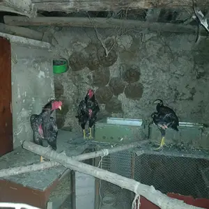 Даканхо, Душанбе