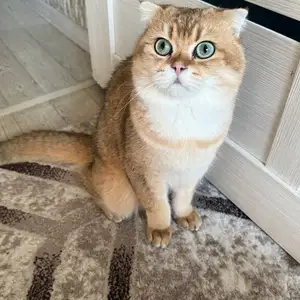 Кот на вязку, Душанбе