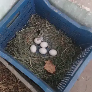 Тухми чайник, Вахдат
