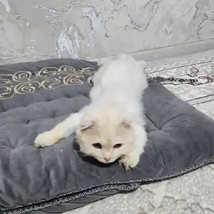 Шотландский кот, Душанбе