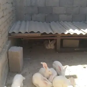 Харгуши хикол, Исфара
