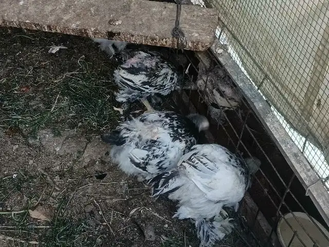 Чучахои брама, Душанбе