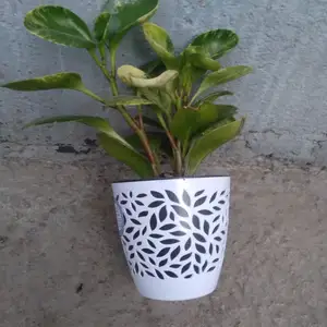 Кошукча гул, Душанбе