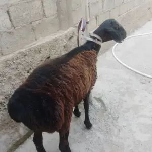 Кушкор, Душанбе