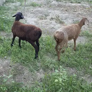 Кушкор, Худжанд
