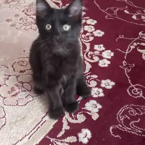 Кошка, Хуҷанд