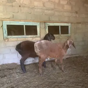 Қушқорча, Рӯдакӣ