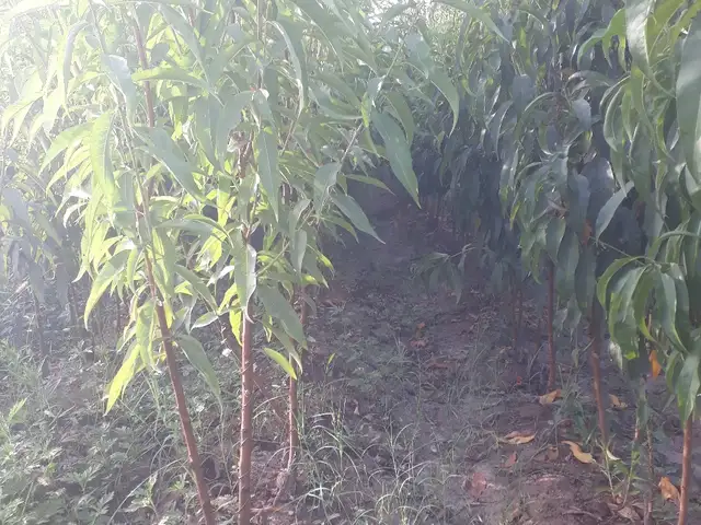 Нихоли Шафтолу, Ҳисор
