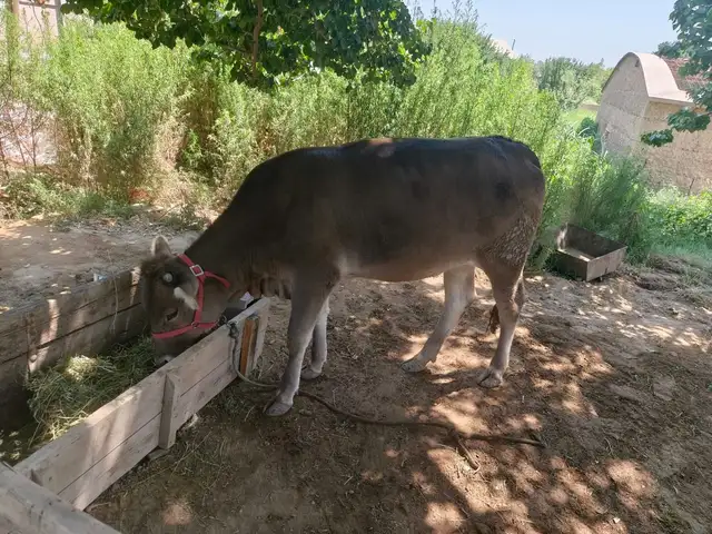 Гуноҷин, Ҷалолиддин Балхӣ (Румӣ)