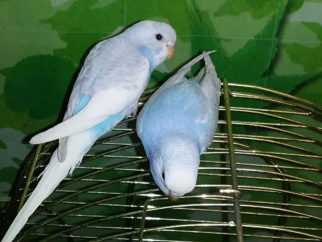 Попугай, Душанбе