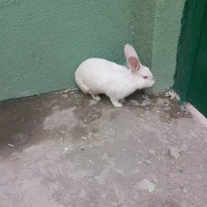 Харгуш, Душанбе