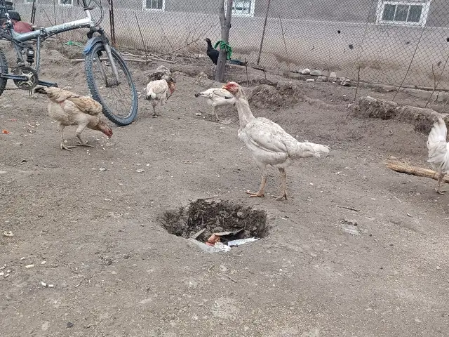 Дакан тухмкун, Турсунзаде