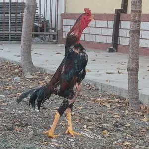 Хурус, Хуҷанд