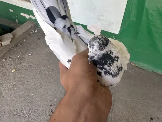 Кафтар, Душанбе