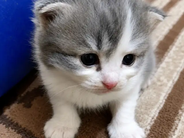 Котята, Душанбе