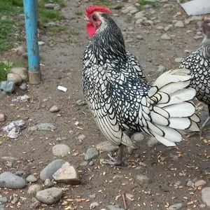 Тухми сибрайт, Душанбе