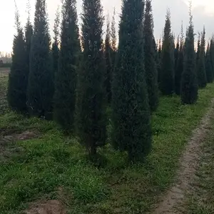 Можжевельник, Худжанд