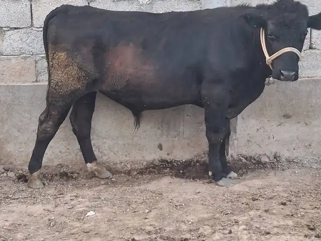Букаи ангкст, Ҳисор