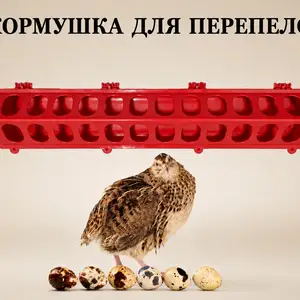 Кормушка, Душанбе