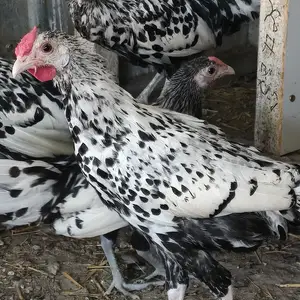 Мургхои гамбурский, Кӯлоб