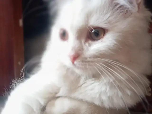 Шотландская кошка, Душанбе