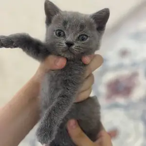 Шотландский прямоухий кот, Душанбе