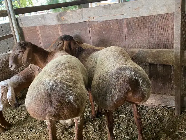 Кучкор бара, Хуҷанд