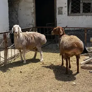 Гусфанди Хисори, Душанбе