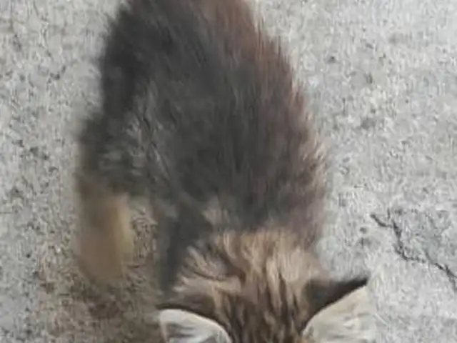 Котята, Душанбе