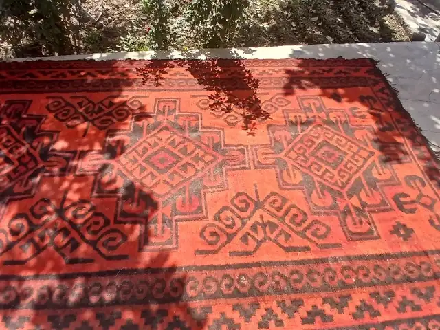Гилеми Пештара рангаш сурх, Хуҷанд