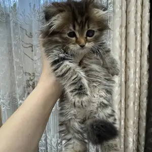 Шотландский Вислоухий котёнок, Бохтар (Курган-Тюбе)