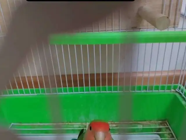 Попугай, Душанбе