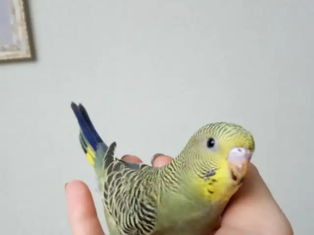 Попугай, Душанбе