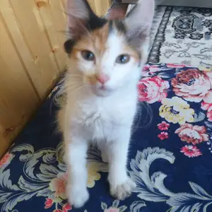Dвислоухая трёхцветная кошечка, Бустон (Чкаловск)