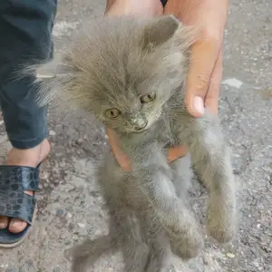 Кошка шотландская, Душанбе