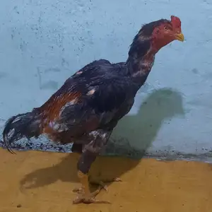 Дакан пепел, Душанбе