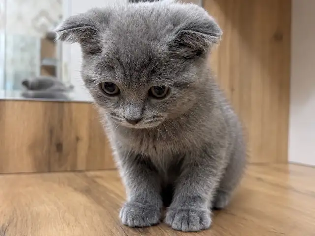 Шотландские вислоухие котята, Душанбе - 7