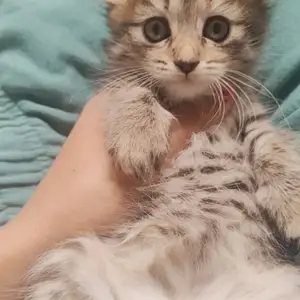 Шатланский вислоухий котенок, Душанбе