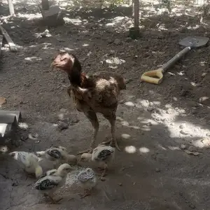 Даканчуча, Восе
