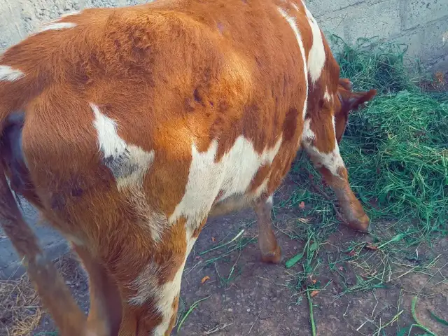 Гуночин, Ҳисор