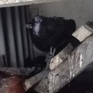 Мурги сиёхи чойдори, Истаравшан