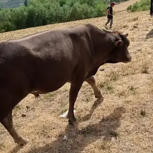 Бука, Нурабад
